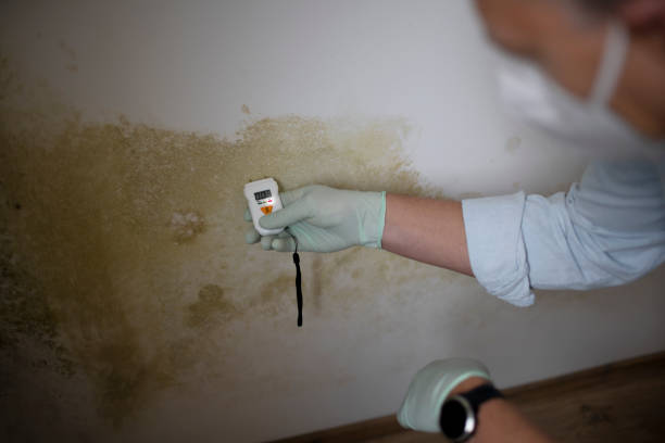 Trusted Cold Spring Harbor, NY Mold Removal Experts