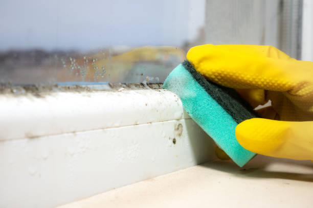 Professional Mold Removal in Cold Spring Harbor, NY